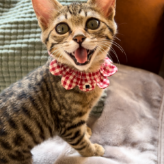 甘えん坊の肩のりにゃんこ、じゃむちゃんです🍀(2023.2 卒業) – nekotto